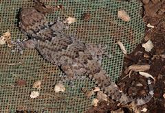 Chondrodactylus bibronii