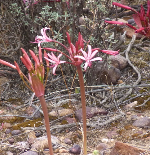 Brunsvigia nervosa