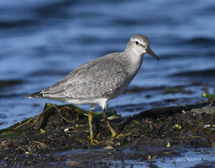Calidris canutus rufa