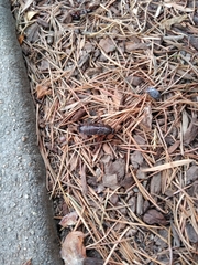 Parcoblatta americana