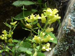 Draba petrophila