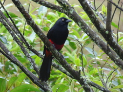 Hypopyrrhus pyrohypogaster