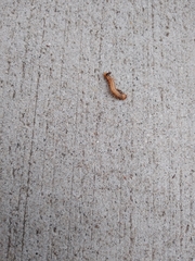 Phryganidia californica