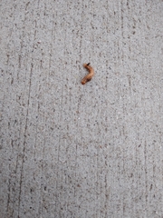 Phryganidia californica