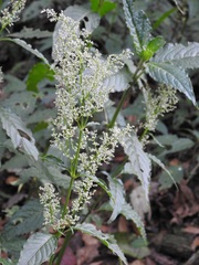Iresine celosia
