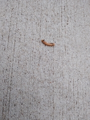 Phryganidia californica