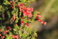 Erica haematosiphon