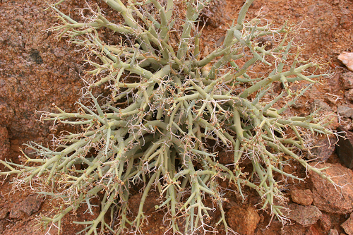 Euphorbia gariepina ssp. gariepina