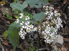 Alloispermum integrifolium