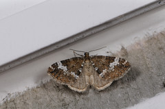 Perizoma alchemillata