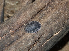 Derocalymma