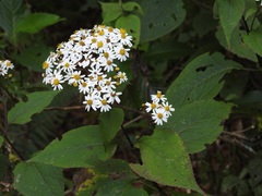 Alloispermum integrifolium