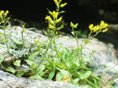 Draba petrophila