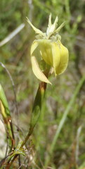 Moraea inconspicua