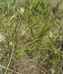 Moraea inconspicua