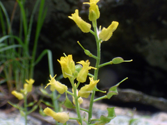 Draba petrophila