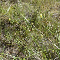Moraea inconspicua
