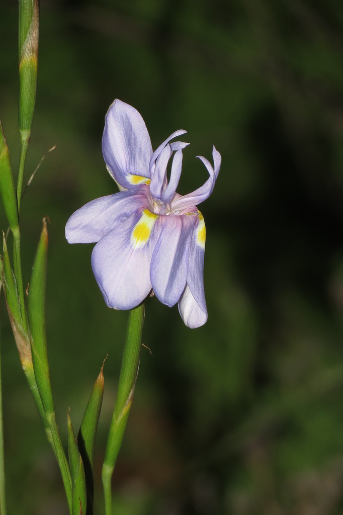 Moraea exiliflora