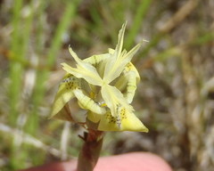 Moraea inconspicua