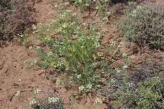 Capnophyllum leiocarpon