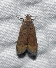Anacampsis rhoifructella