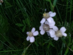Achillea ptarmica