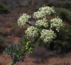 Capnophyllum leiocarpon