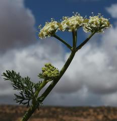 Capnophyllum leiocarpon