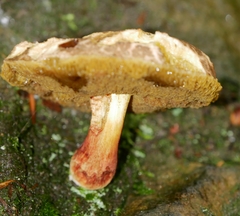 Xerocomellus cisalpinus