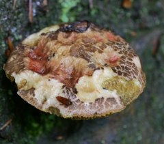 Xerocomellus cisalpinus