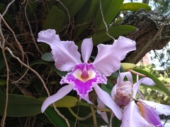 Cattleya warscewiczii