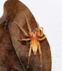Hibana similaris