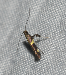 Caloptilia cornusella