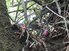 Disocactus macdougallii