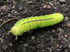 Cimbex femoratus