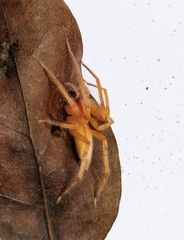 Hibana similaris
