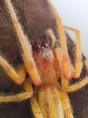 Hibana similaris
