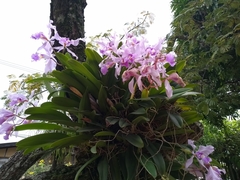 Cattleya warscewiczii