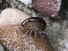 Cryptorchestia garbinii