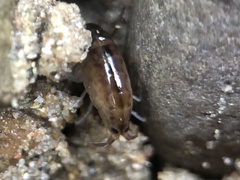 Cryptorchestia garbinii