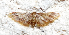 Idaea furciferata