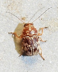 Pachybrachis turbidus