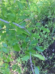 Fraxinus dipetala