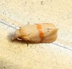 Cochylis caulocatax