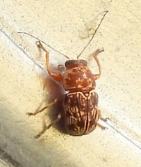 Pachybrachis turbidus