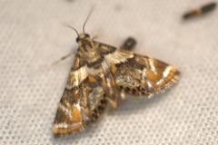 Neargyractis slossonalis