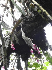 Disocactus macdougallii