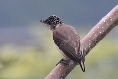 Picumnus granadensis