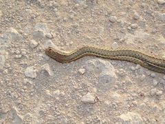 Psammophis