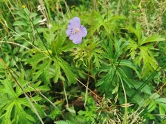 Geranium pratense